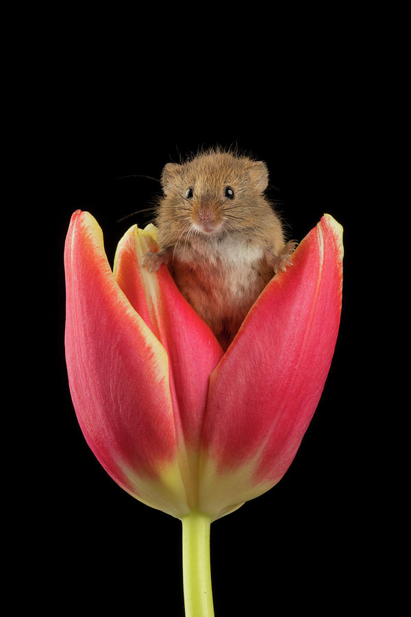 Harvest Mouse-1601 Photograph by Miles Herbert