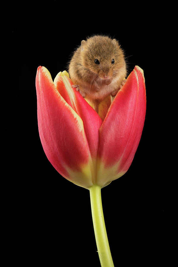 Harvest Mouse-1641 Photograph by Miles Herbert
