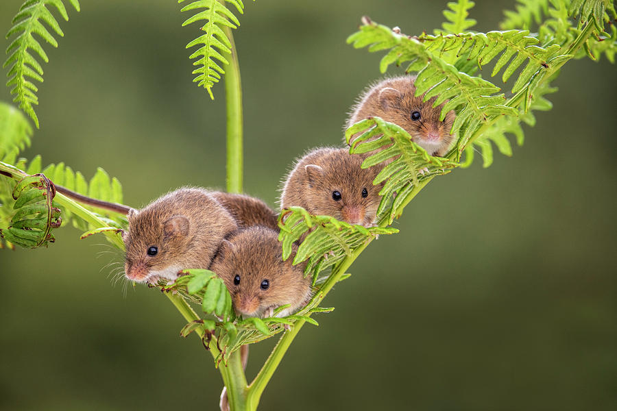 Harvest Mouse-2166 Photograph by Miles Herbert