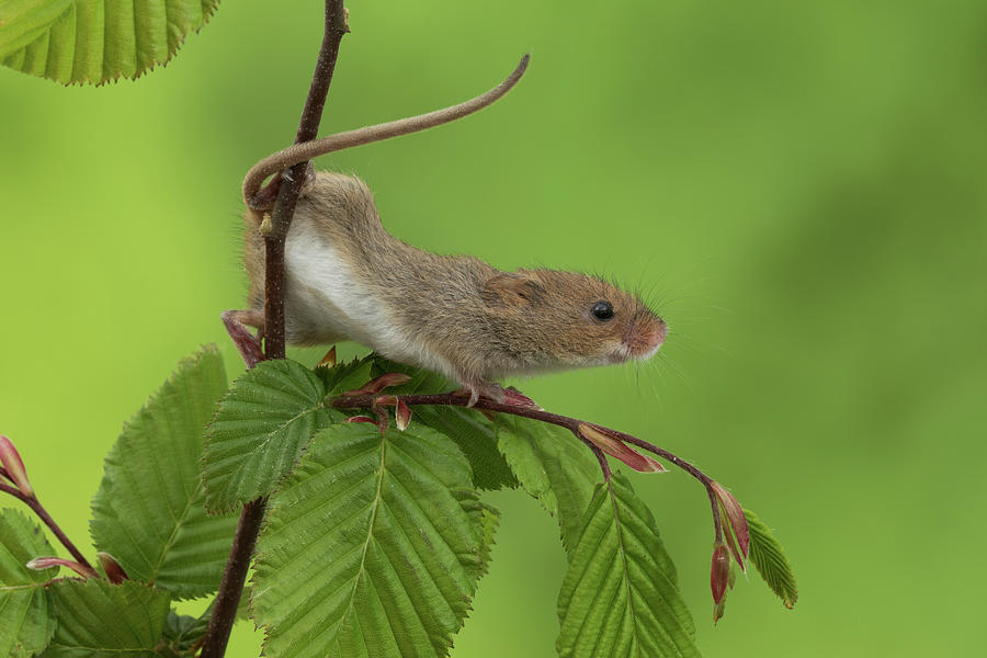 Harvest Mouse-3056 Photograph by Miles Herbert