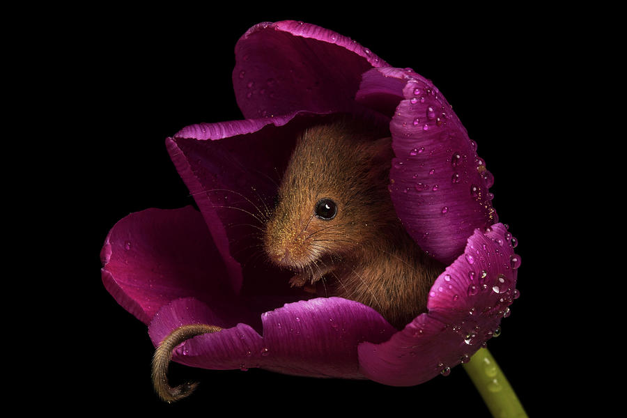 Harvest Mouse-3428 Photograph by Miles Herbert