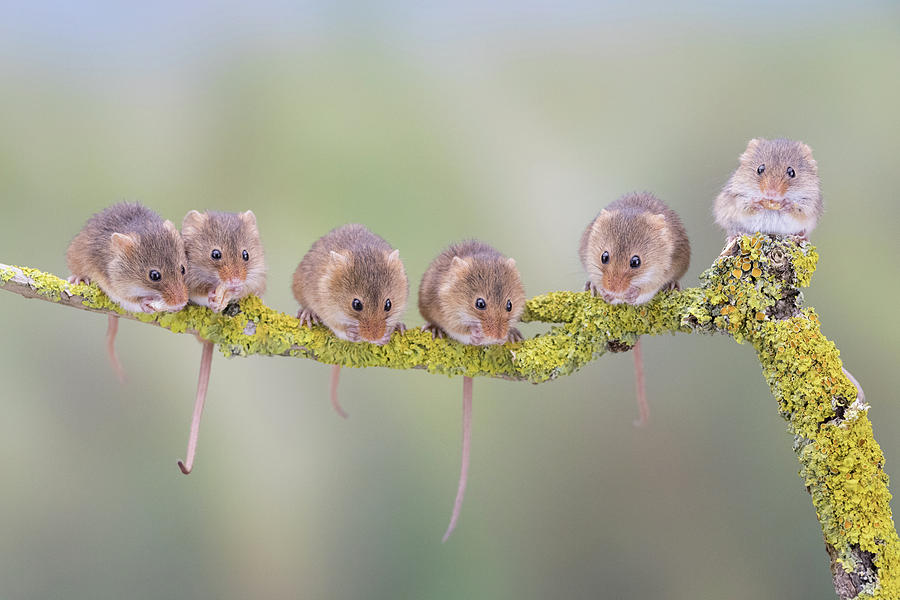 Harvest mouse gang Photograph by Erika Valkovicova