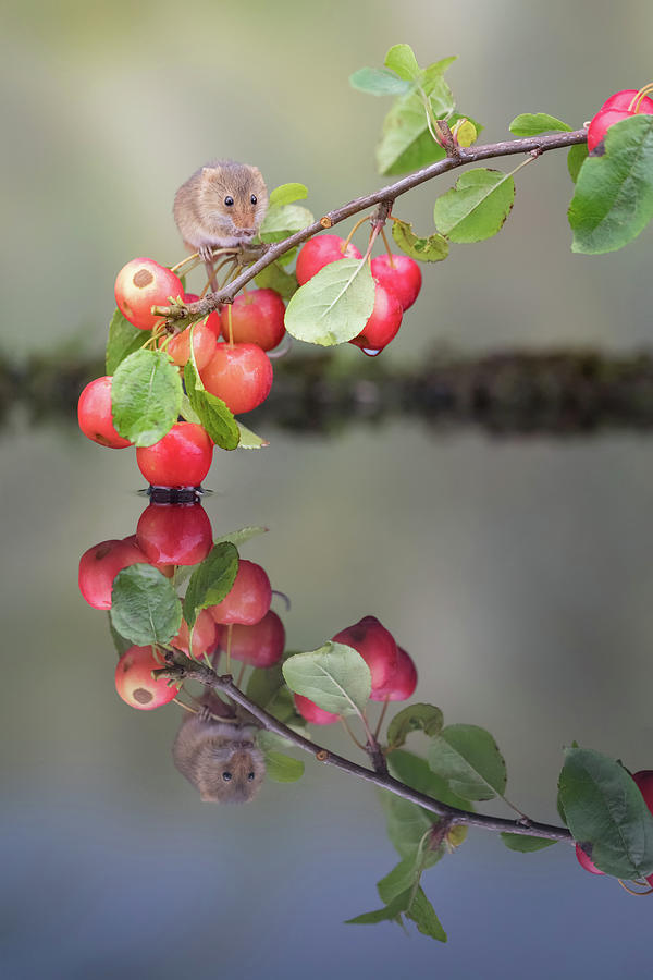 Harvest mouse reflection Photograph by Erika Valkovicova