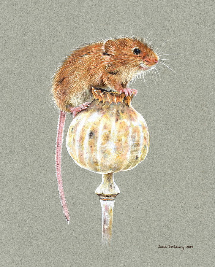 Wildlife Drawing - Harvest Mouse by Sarah Stribbling