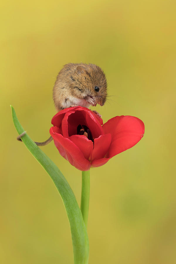 Harvest Mouse_0833 Photograph by Miles Herbert