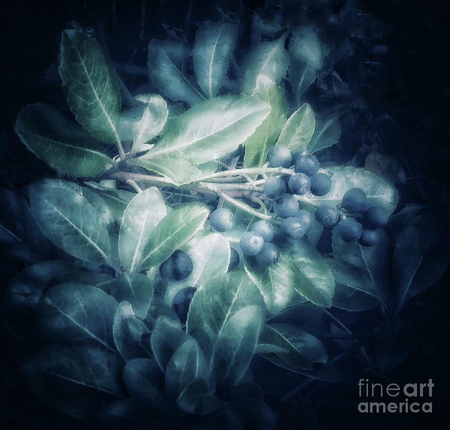 Harvest by Sandy Gabriel Harvest by Sandy Gabriel