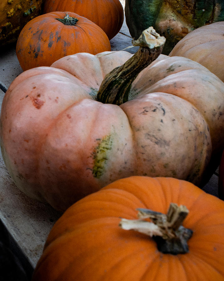 Pumpkin Harvest Photograph