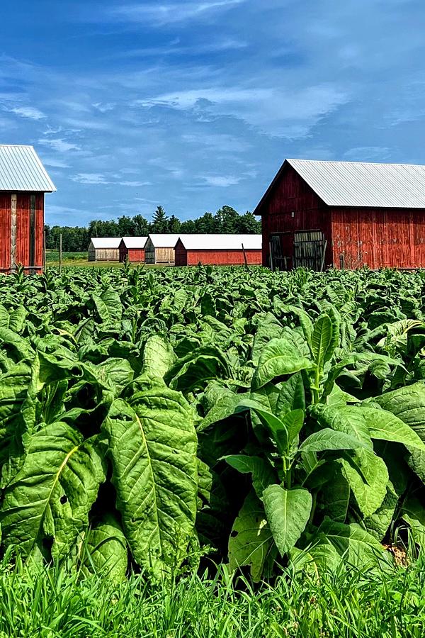 Harvest Time Connecticut Broadleaf Tobacco Photograph by AList Art Gallery Harvest Time Connecticut Broadleaf Tobacco Photograph by AList Art Gallery