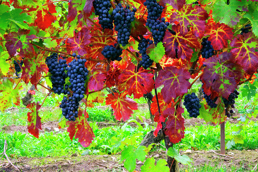 Harvest Time at the Vineyard - Niagara, Ontario Photograph by Kenneth Lane Smith