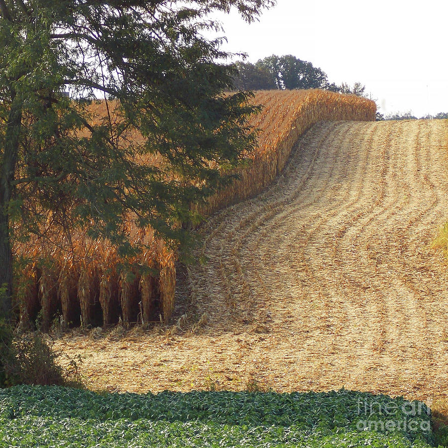 Harvest Time Photograph by Skip Willits