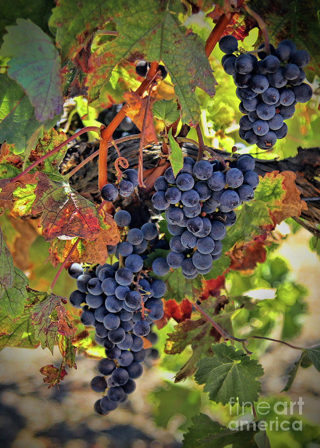 Harvest Vineyard Wine Grapes Autumn  Photograph by Stephanie Laird