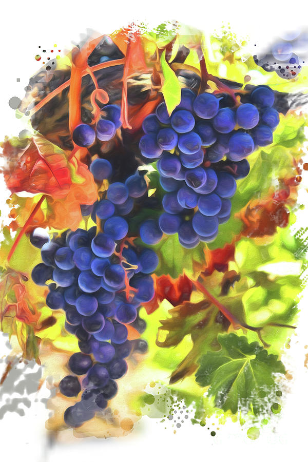 Harvest Wine Grapes Artistic Kitchen Art Photograph by Stephanie Laird