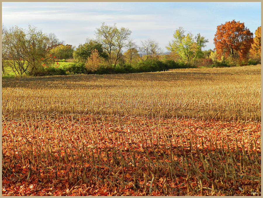 Harvested Corn Field, Upstate, New York Photograph by Lise Winne