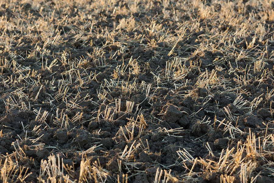 Harvested field Photograph by SKatzenberger