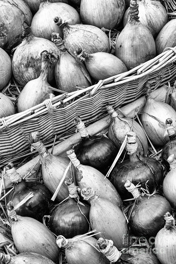 Harvested Onions and Shallots Monochrome Photograph by Tim Gainey