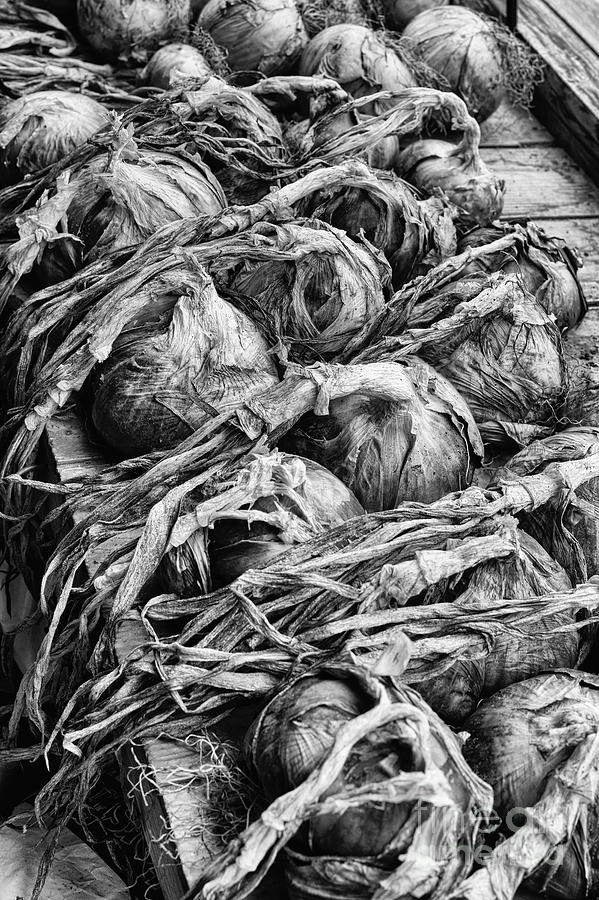 Harvested Onions Red Winter Monochrome Photograph by Tim Gainey