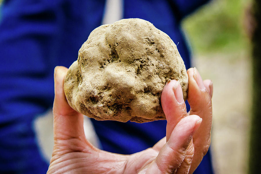 Harvested White Truffle Photograph by Craig A Walker