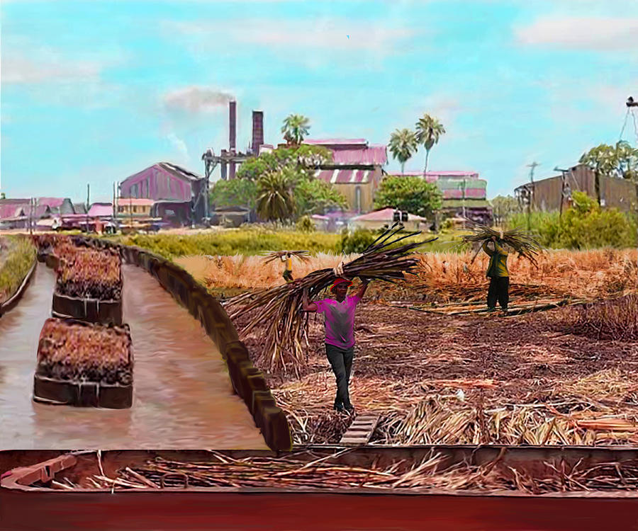 Cane Digital Art - Harvesting cane in Guyana by James  Mingo