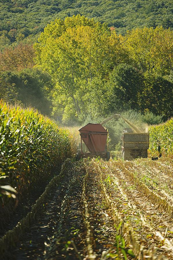 Harvesting corn Photograph by Scott Barrow