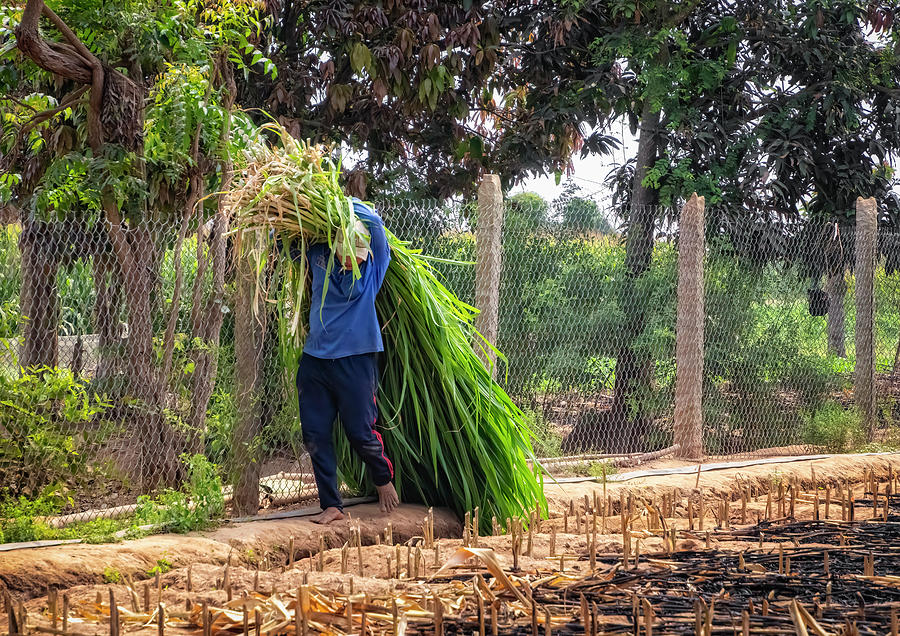 Harvesting Elephant Grass Vietnam Photograph by Carolyn Derstine - Fine ...