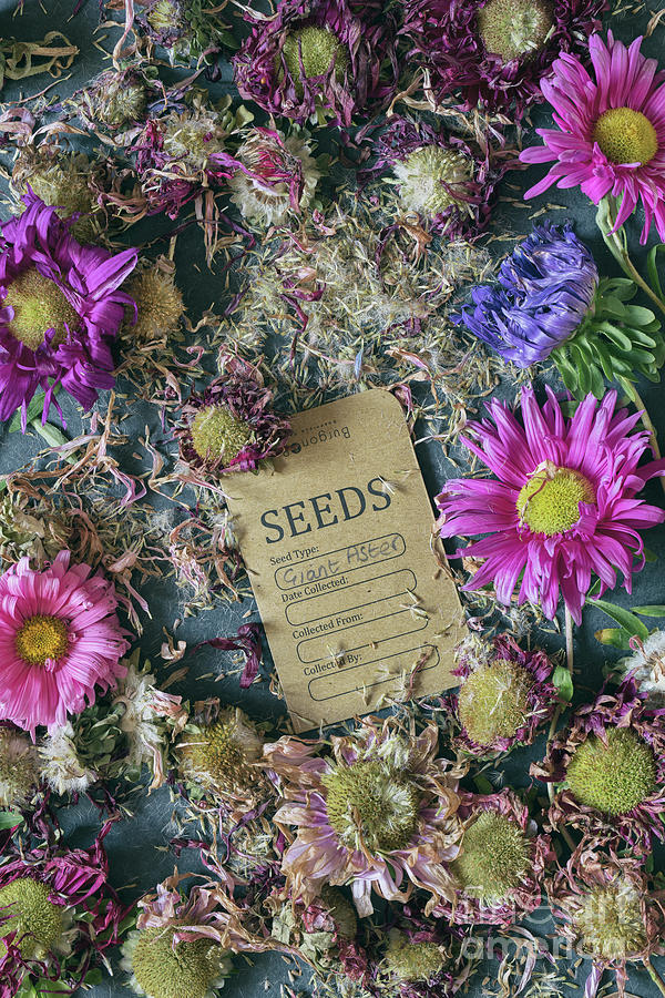 Harvesting Flower Seed Photograph by Tim Gainey