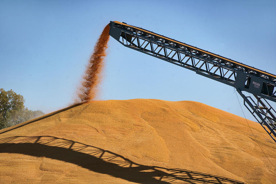 Harvesting Gold - Corn - Grain Pile Photograph by Nikolyn McDonald