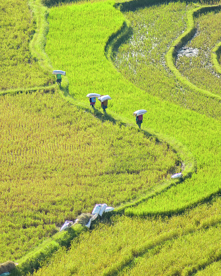 Harvesting Rice Photograph by Khanh Bui Phu