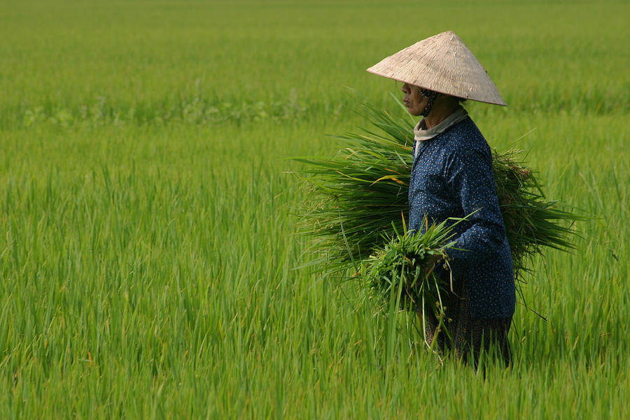 Harvesting Rice, Vietnam Photograph by Molloykeith