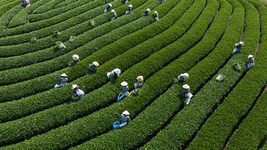 Harvesting tea by hand in Moc Chau, Son La, Viet Nam Photograph by ...