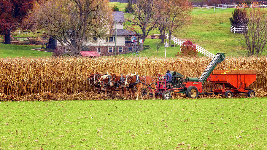 Harvesting the Corn - Ohio Amish Country Photograph by Susan Rissi Tregoning