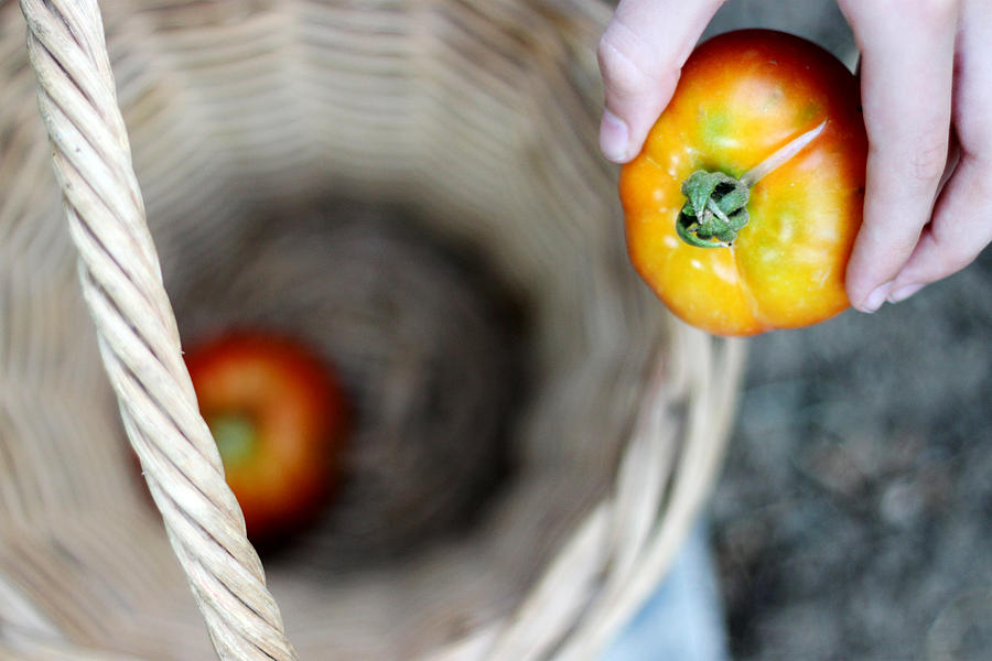 Harvesting tomatoes Photograph by Gregoria Gregoriou Crowe fine art and creative photography.
