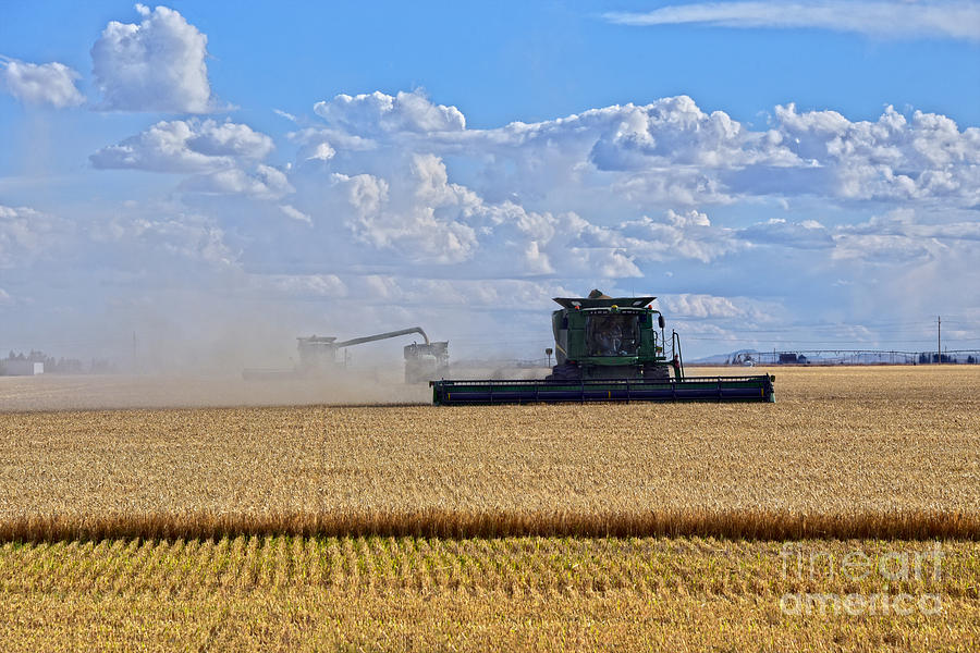 Harvesting Wheat In Colorado Photograph