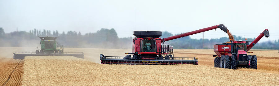 Harvesting Wheat Photograph by Paul Freidlund