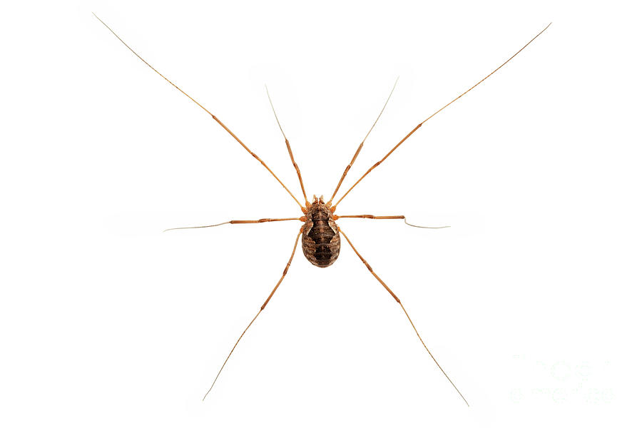 Harvestman by Jelger Herder Harvestman by Jelger Herder