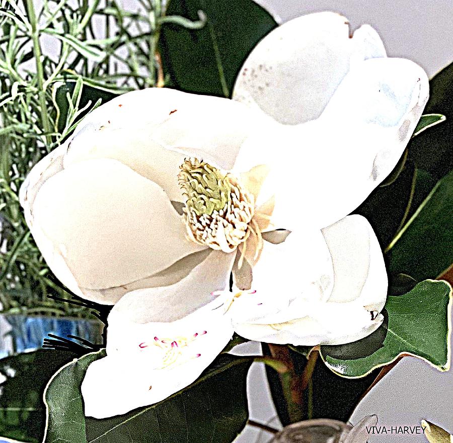 Harvey - Floral Gift  Magnolia Photograph by VIVA Anderson