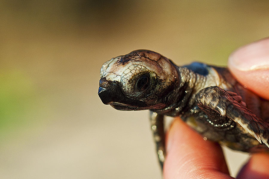 Hatchling hawksbill turtle Photograph by Xavier Hoenner Photography