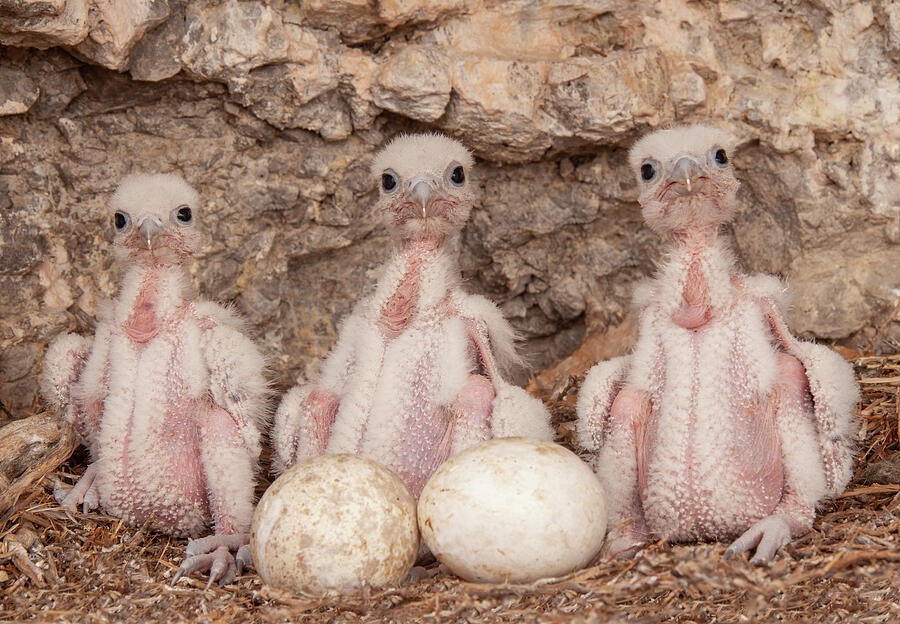 Hatchlings Photograph by Kent Keller