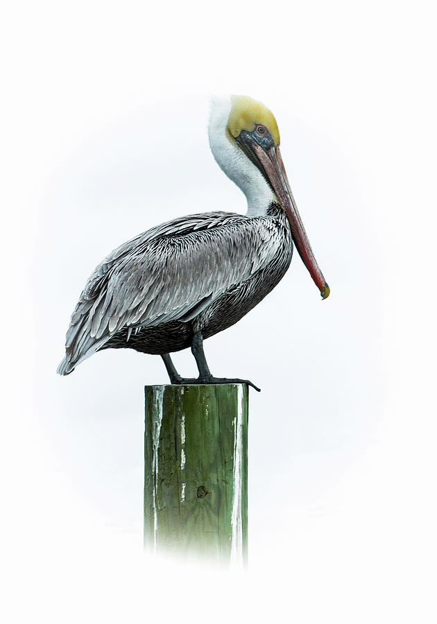 Hatteras Pelican Photograph by Jamie Pattison