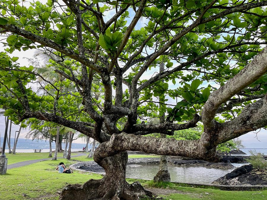 Hau tree on Coconut Island in Hilo, Hawaii  Photograph by Lehua Pekelo-Stearns