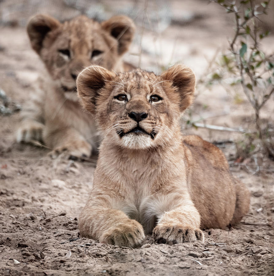 Haughty lion cub Photograph by ROAR AFRICA by Rockford Draper