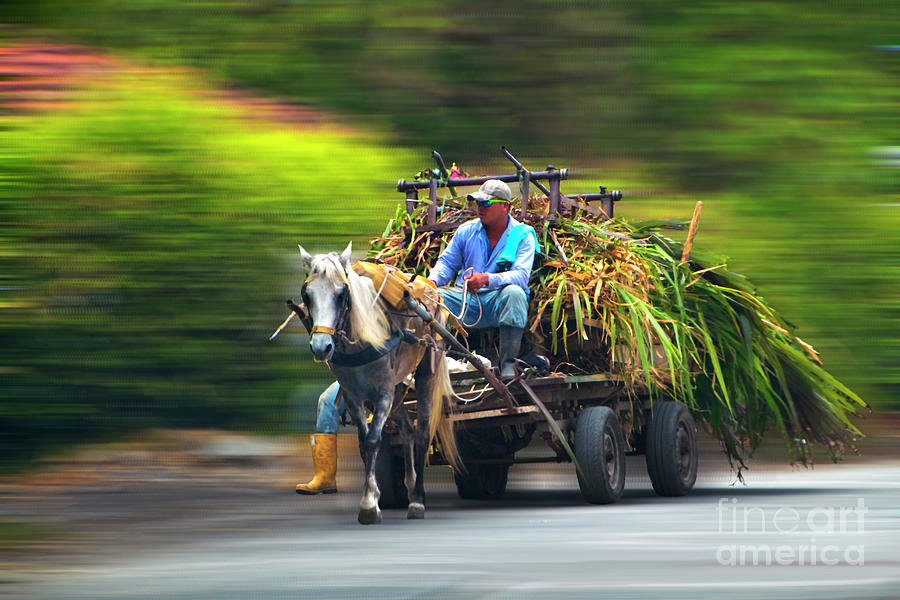 Hauling Sugar Cane Near La Maria, Colombia Photograph by Al Bourassa