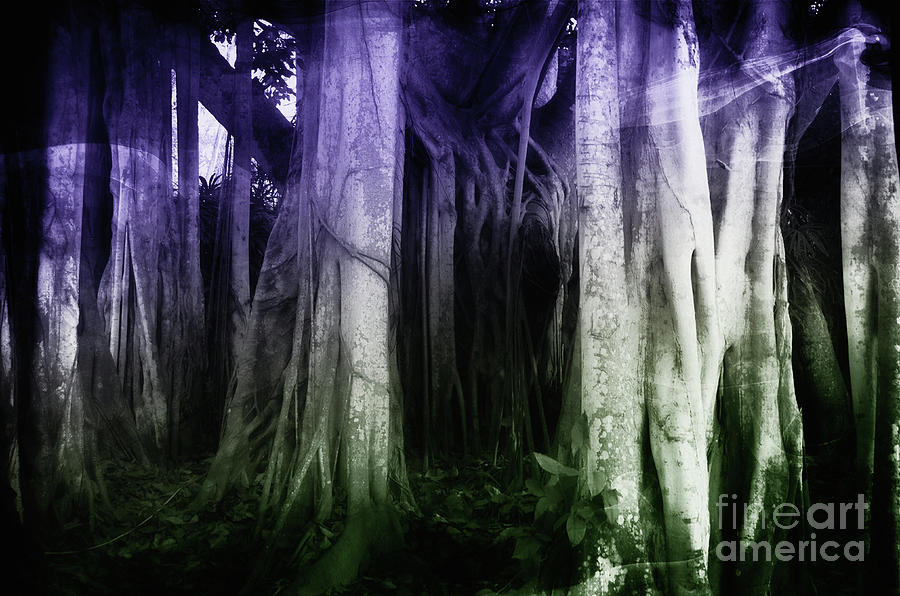 Haunted Forest Photograph