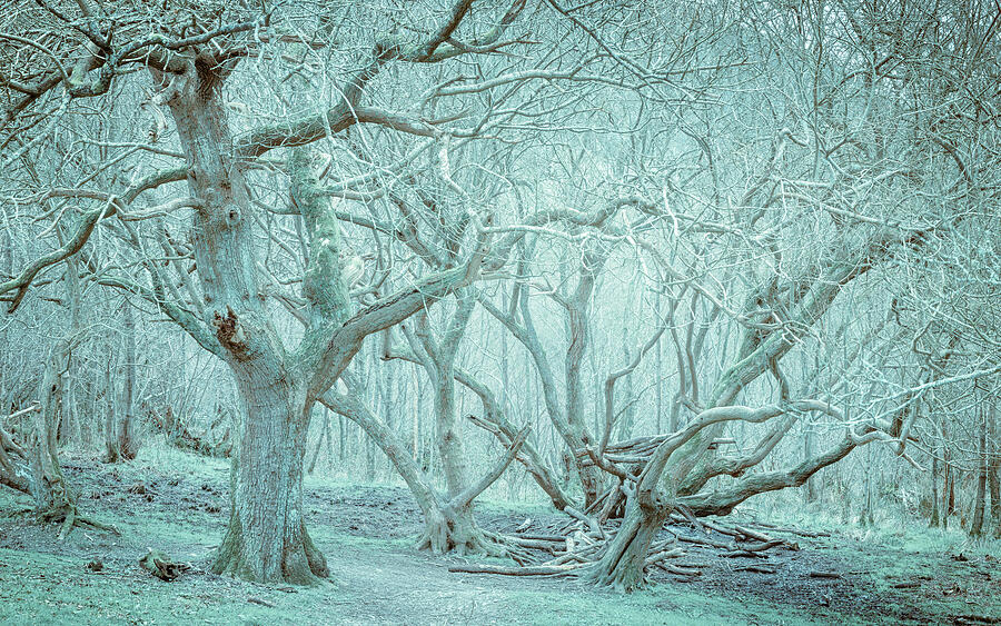 Haunted Forest Photograph by Spikey Mouse Photography