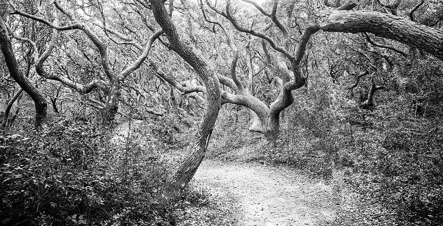 Haunted Forest Trail - Fort Macon State Park Photograph by Bob Decker
