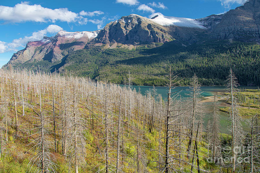 Haunting Beauty Regenerating Forest Glacier National Park Photograph by Wayne Moran
