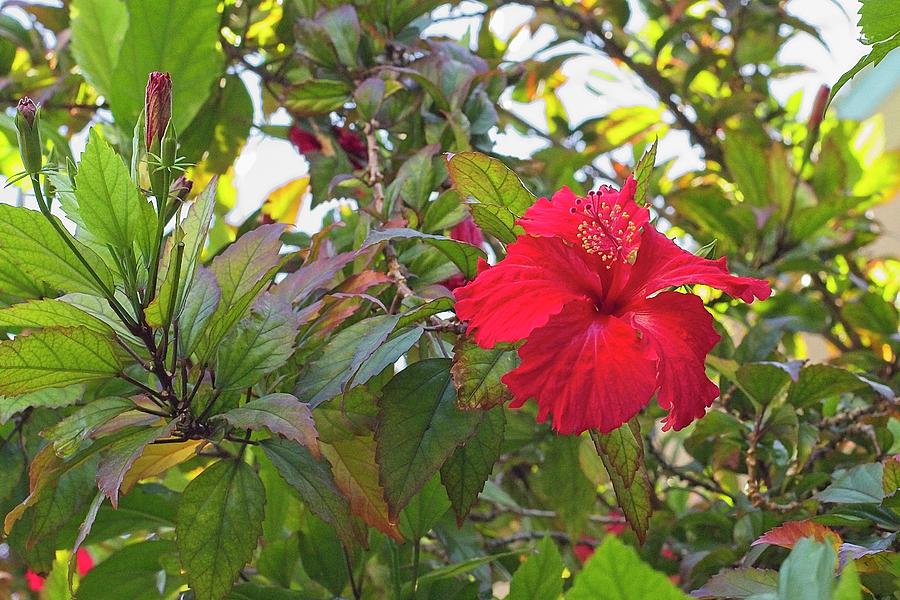 Havana Hibiscus Photograph by Paul Rebmann