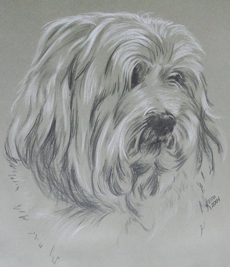 Havanese Portrait in Graphite Drawing by Barbara Keith
