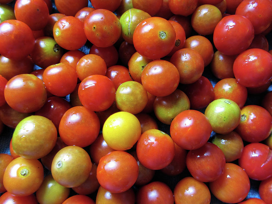 Have A Merry Cherry Tomato Time Photograph By Kathy Clark