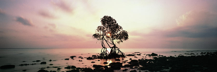 Havelock Island Mangrove Sunrise Andamans Photograph by Sonny Ryse