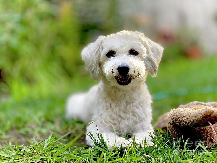 Cute Smiling Havenese Dog in the Grass Photograph by Rob DiMaio - Fine ...